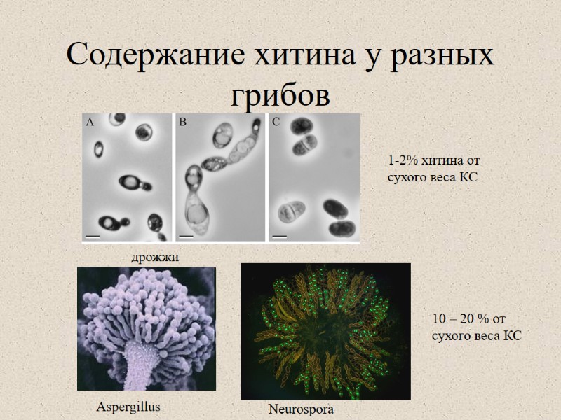 Содержание хитина у разных грибов 1-2% хитина от сухого веса КС Aspergillus Neurospora дрожжи